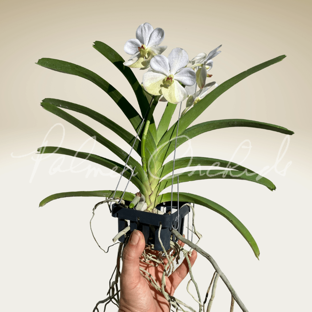 orchard様ご確認用 Vanda Harkana Tkatchenko — Palmer Orchids